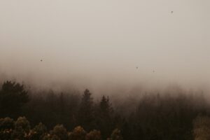 How Evolution Shaped the Respiratory Systems of Aquatic and Terrestrial Organisms for Survival