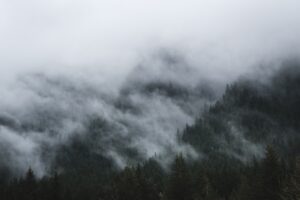 Respiratory Adaptations of Animals Living at High Altitudes and Their Ability to Breathe Efficiently